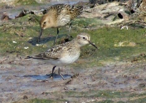 Baird's Sandpiper
