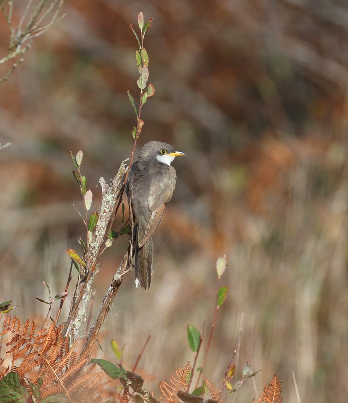 Yellow-billed Cuckoo
