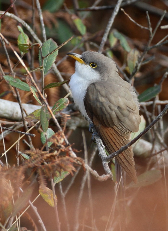 Yellow-billed Cuckoo