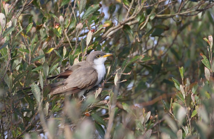 Yellow-billed Cuckoo