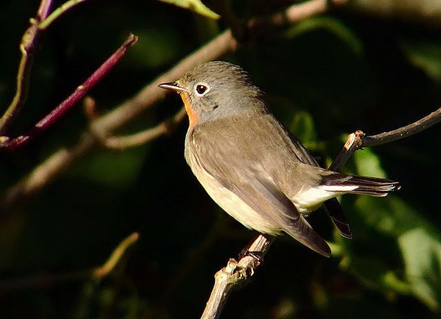 Red-breasted Flycatcher