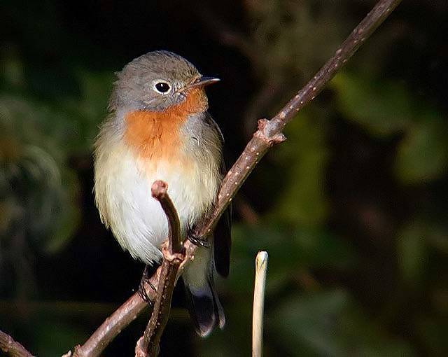 Red-breasted Flycatcher