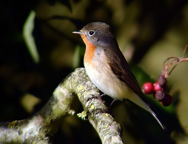 Red-breasted Flycatcher