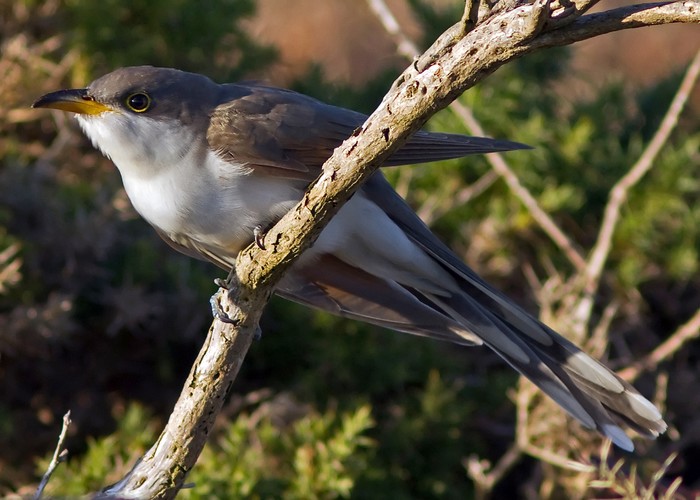 Yellow-billed Cuckoo