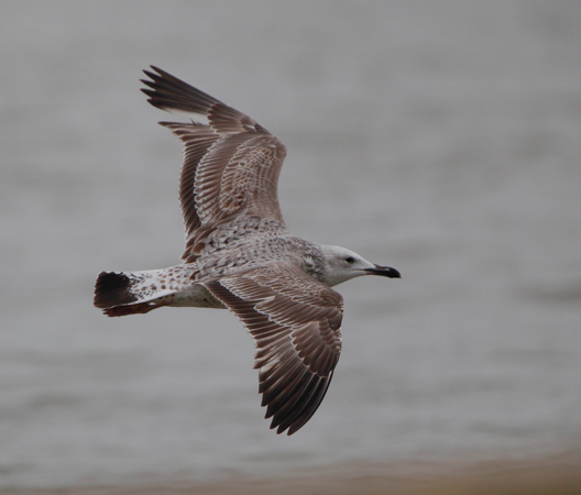 Caspian Gull