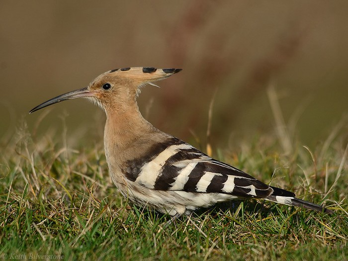 Hoopoe