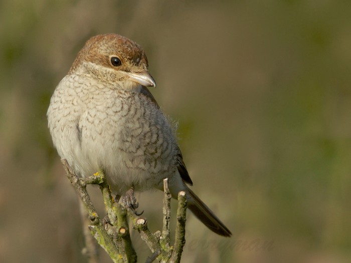 Red-backed Shrike