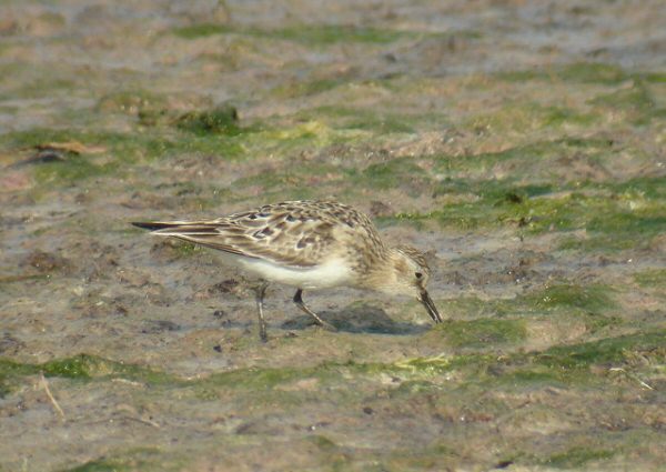 Baird's Sandpiper