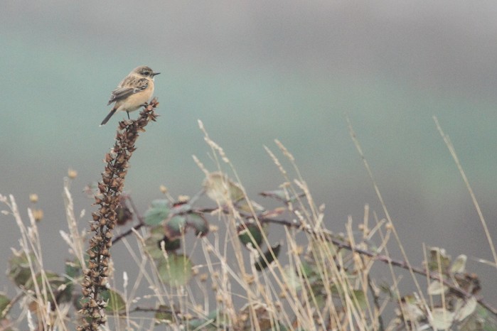 Siberian Stonechat
