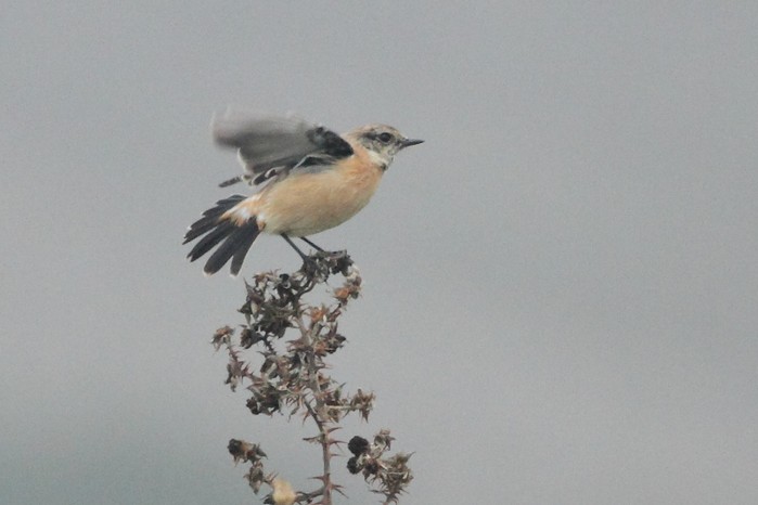 Siberian Stonechat