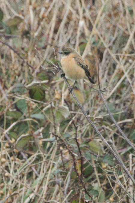 Siberian Stonechat