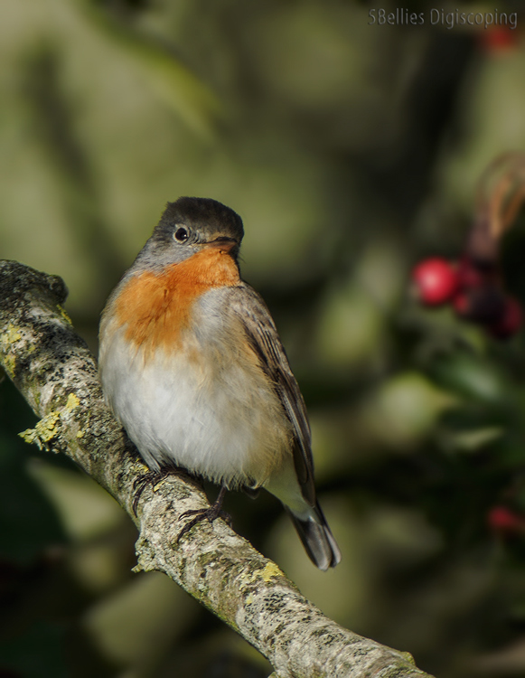 Red-breasted Flycatcher