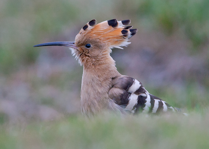 Hoopoe
