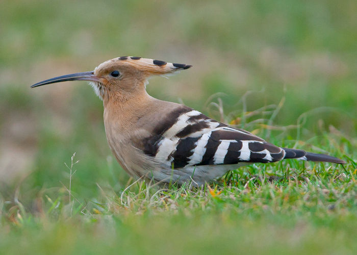 Hoopoe