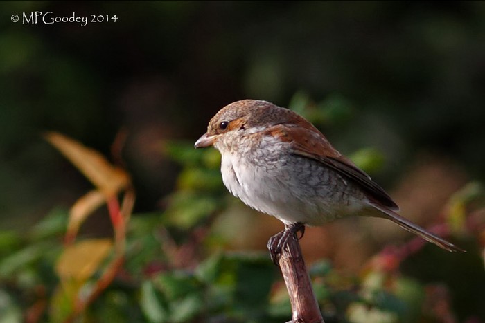 Red-backed Shrike