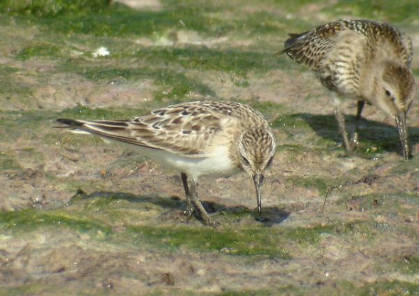 Baird's Sandpiper