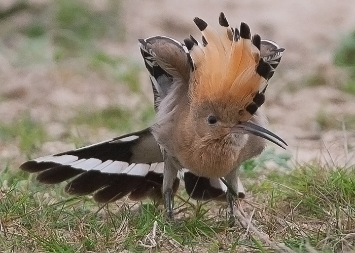 Hoopoe