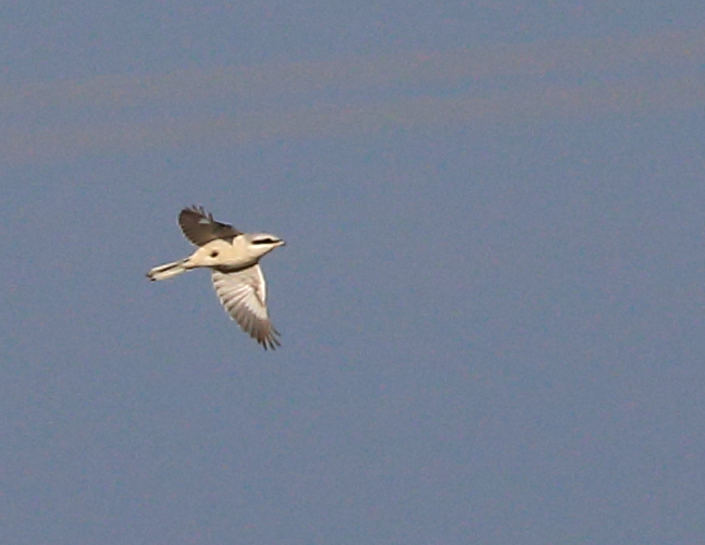Great Grey Shrike