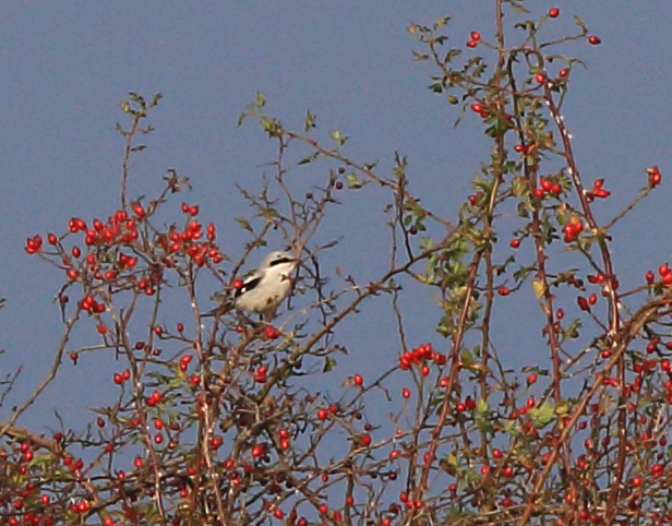 Great Grey Shrike