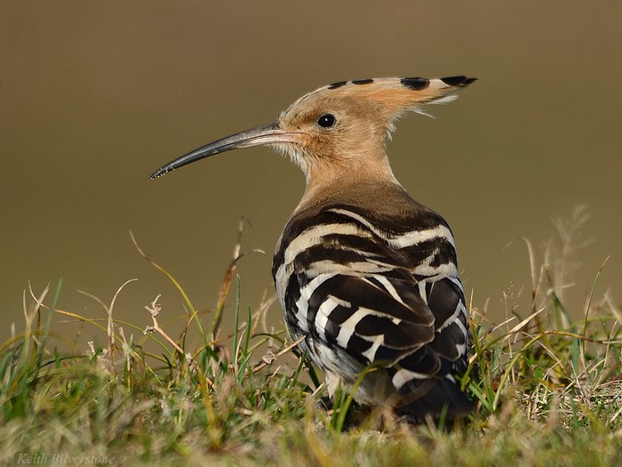 Hoopoe