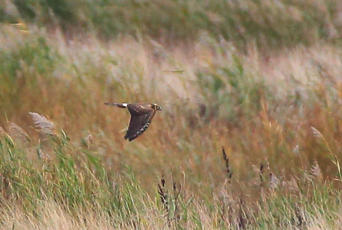 Pallid Harrier