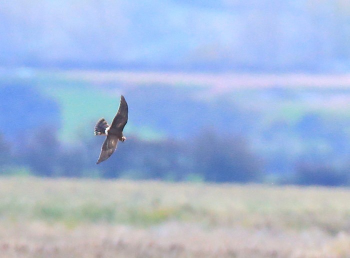 Pallid Harrier