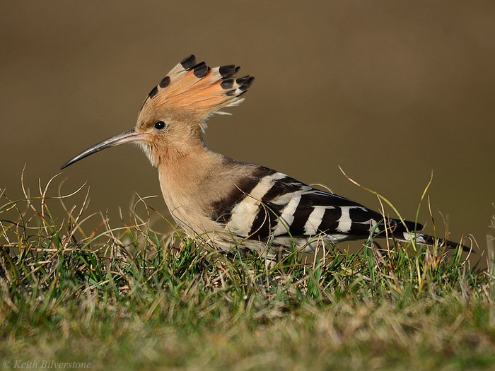 Hoopoe