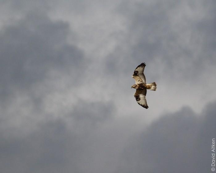 Rough-legged Buzzard