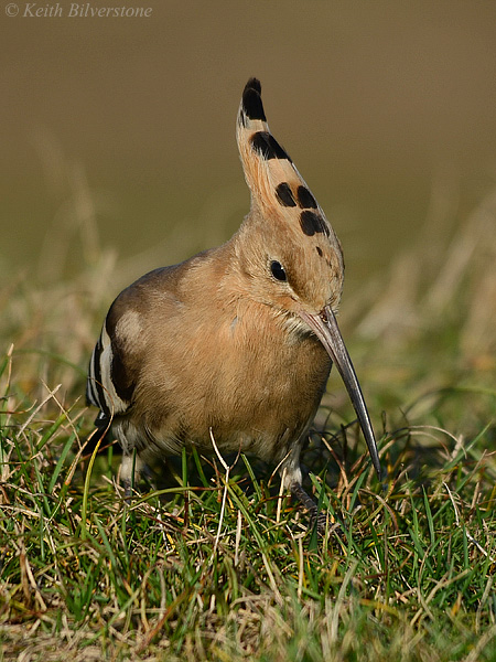 Hoopoe