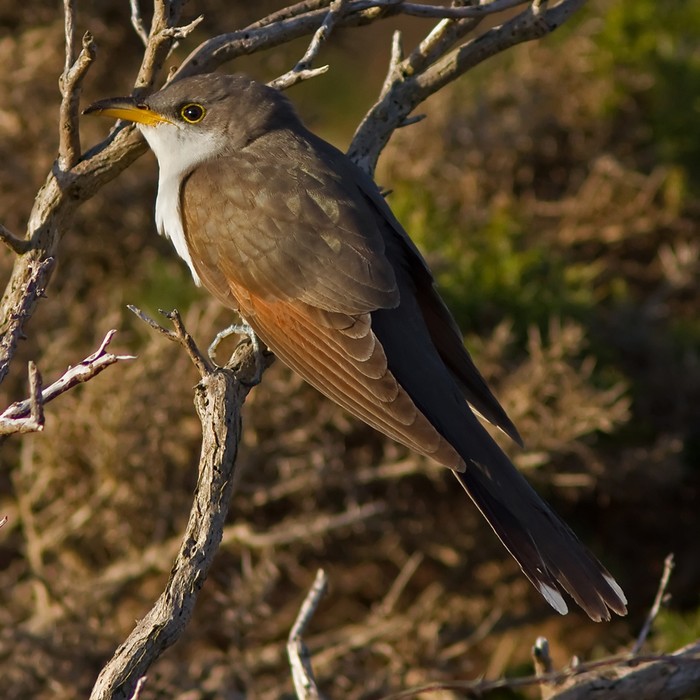 Yellow-billed Cuckoo
