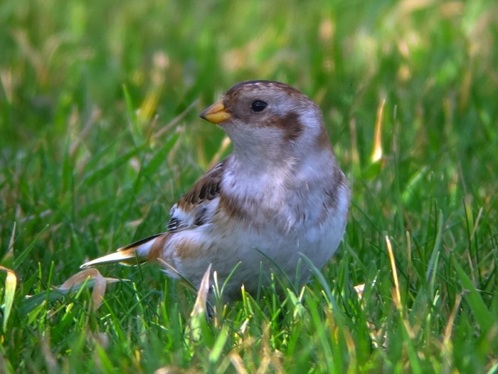 Snow Bunting