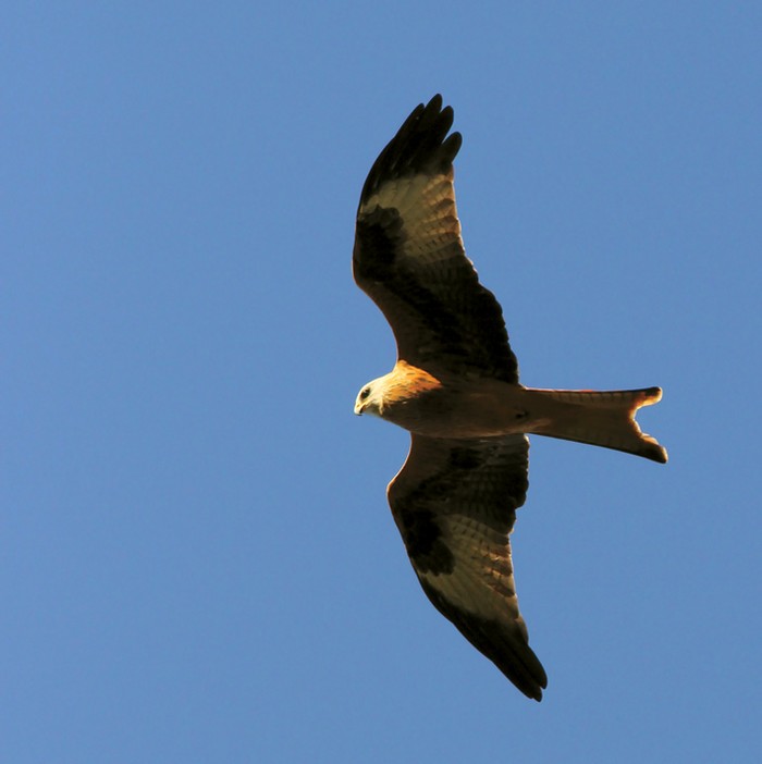 Red Kite
