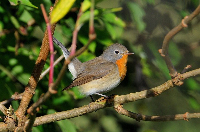 Red-breasted Flycatcher