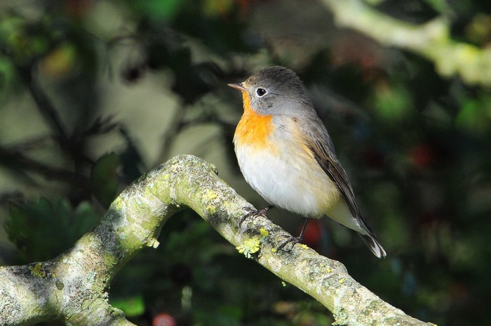 Red-breasted Flycatcher
