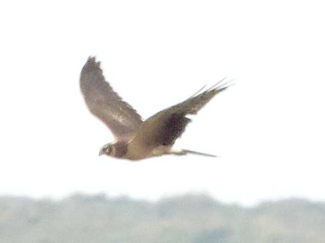 Pallid Harrier