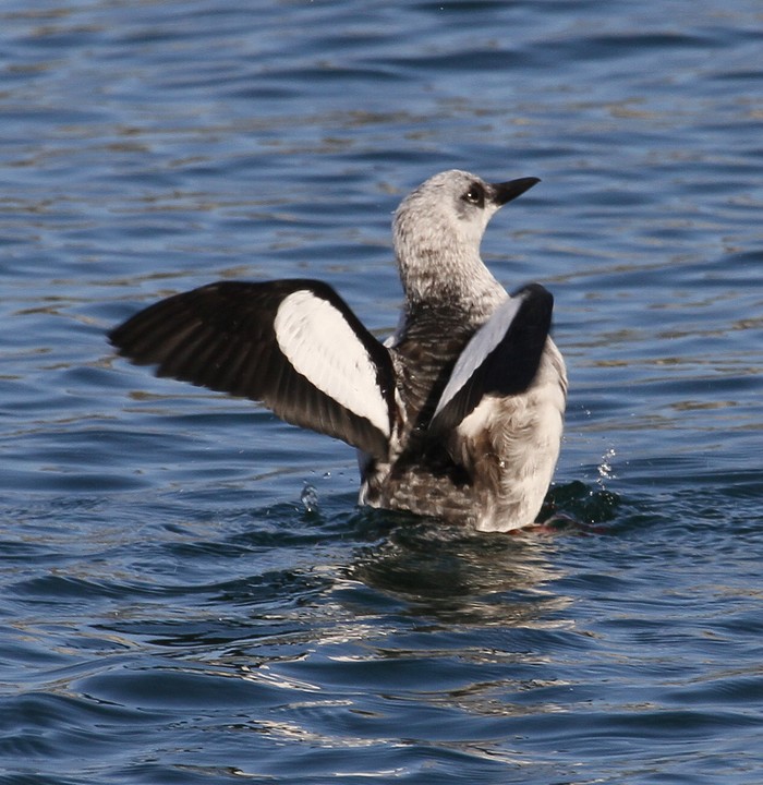 Black Guillemot