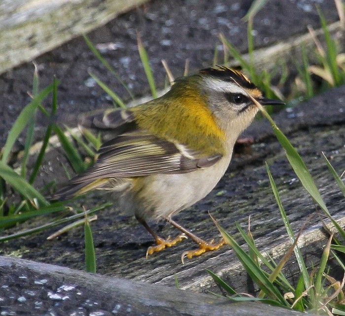 Firecrest