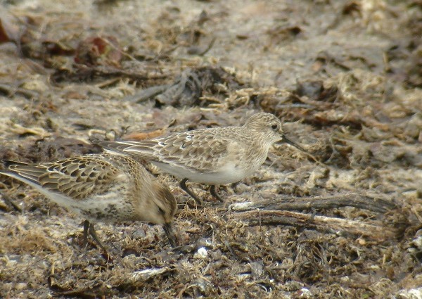 Baird's Sandpiper