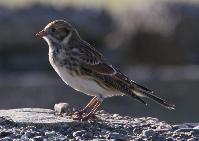 Lapland Bunting