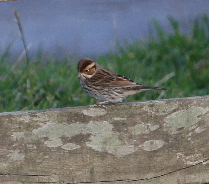 Little Bunting