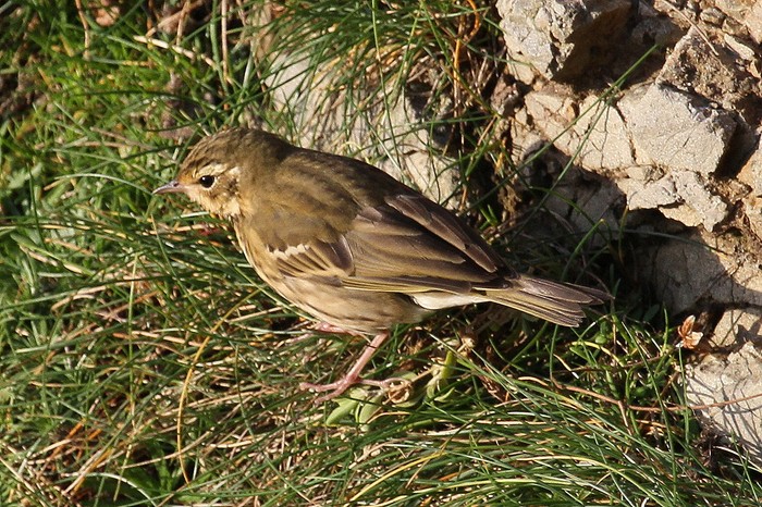 Olive-backed Pipit