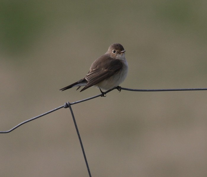 Red-breasted Flycatcher
