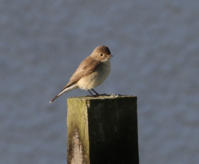 Red-breasted Flycatcher