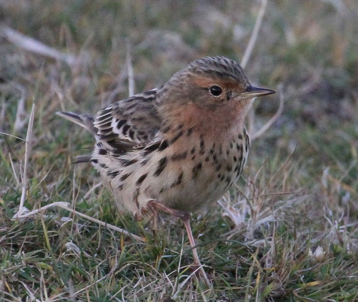 Red-throated Pipit