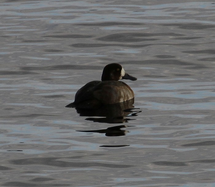 Scaup