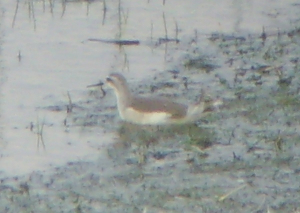 Wilson's Phalarope