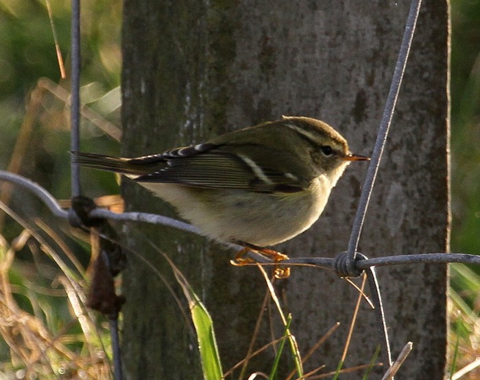 Yellow-browed Warbler