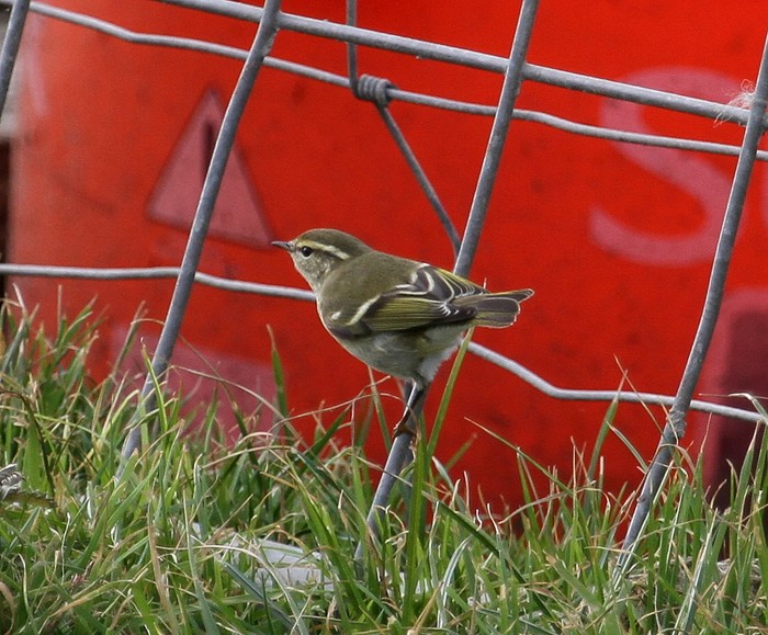 Yellow-browed Warbler
