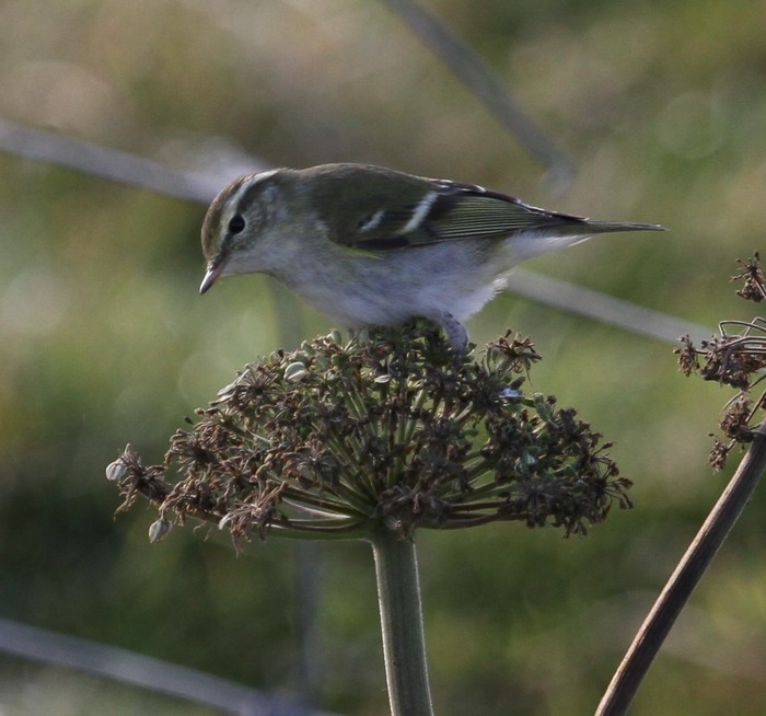 Yellow-browed Warbler