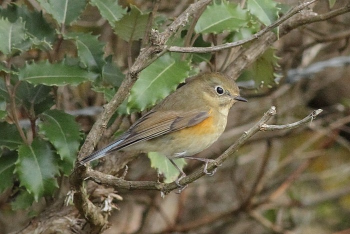 Red-flanked Bluetail